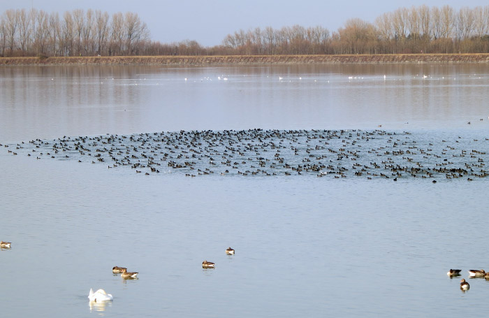 blaesshuhn1_ismaning_2014-01-12_6733