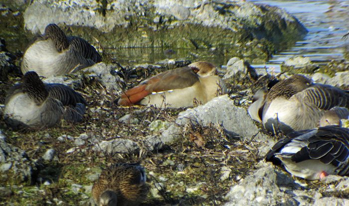raetselvogel_ismaning_2014-01-12_6553