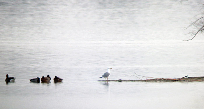 steppenmoewe?_ismaning_2014-01-12_6470