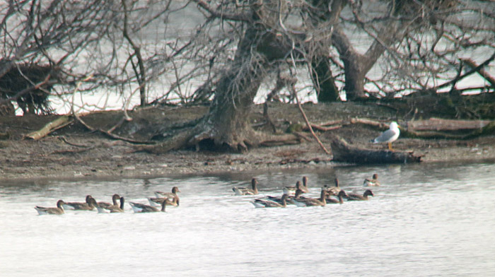 tundrasaatgans_ismaning_2014-01-12_6507