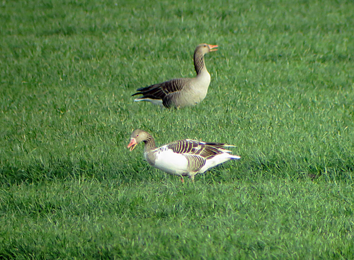 graugans_leuzistisch_ismaninger_2014-03-21_1282