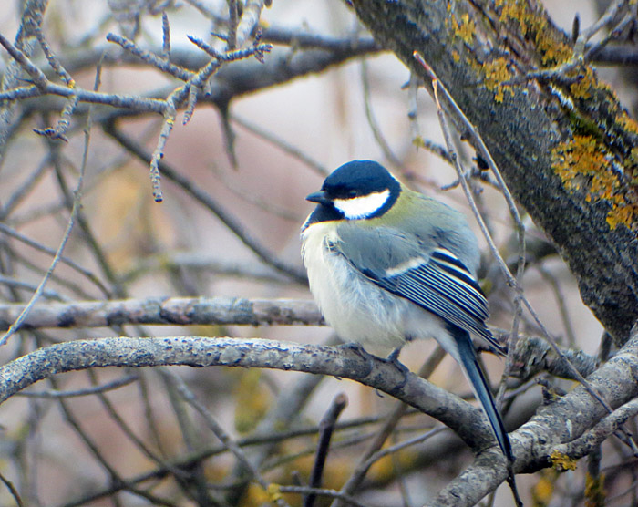 kohlmeise1_echinger_2014-03-04_0260