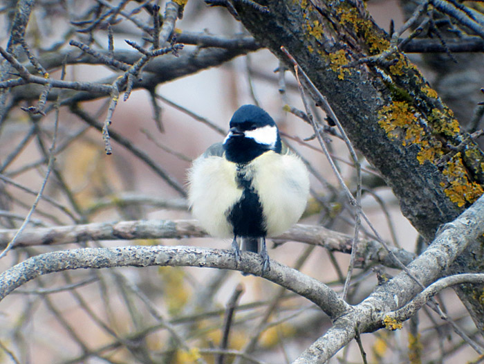 kohlmeise2_sing_echinger_2014-03-04_0276