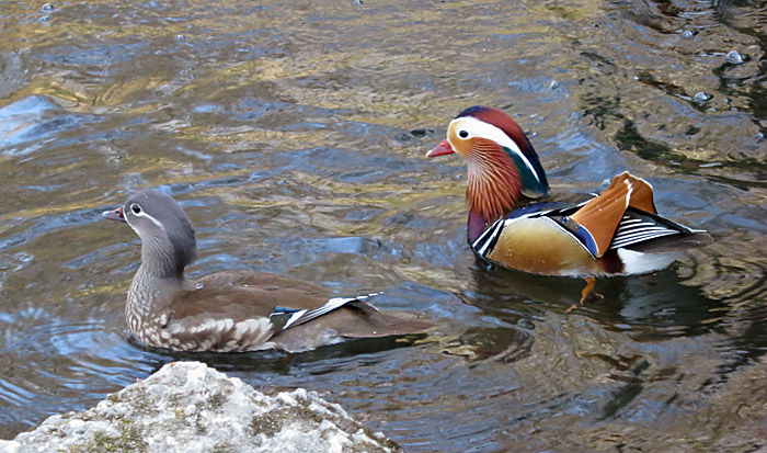mandarinente_muenchen_2014-03-21_1041