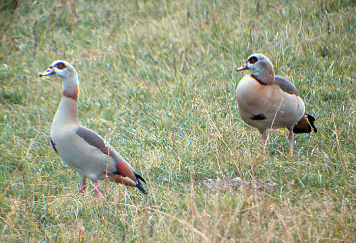 nilgans_echinger_2014-03-04_0484