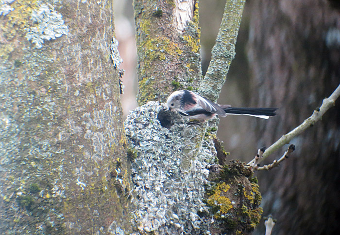 schwanzmeise1_echinger_2014-03-04_0104
