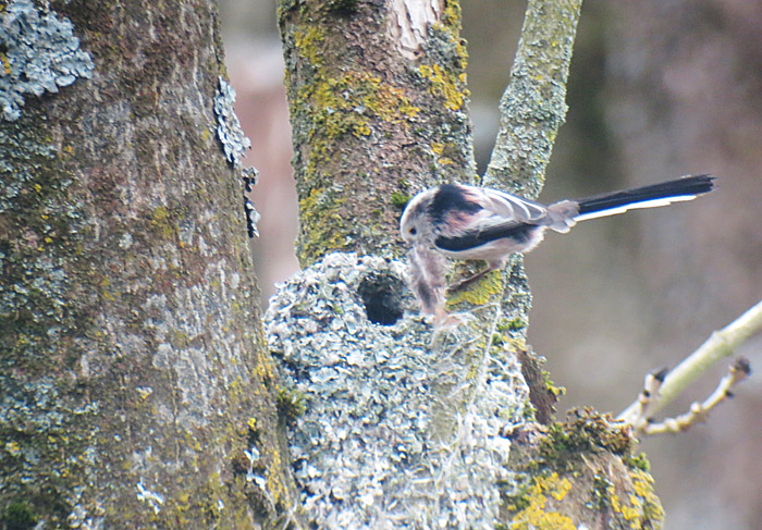 schwanzmeise2_echinger_2014-03-04_0157