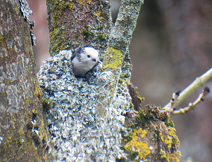 schwanzmeise3_echinger_2014-03-04_0163