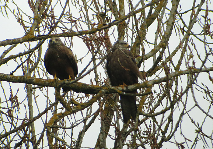 schwarzmilan3_bertoldsheim_2014-04-06_3199