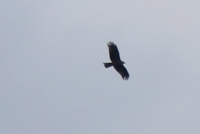 schwarzmilan_fliegend_bertoldsheim_2014-04-06_3116
