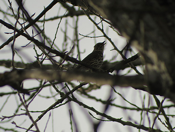 singdrossel_sing_ismaninger_2014-03-21_1275