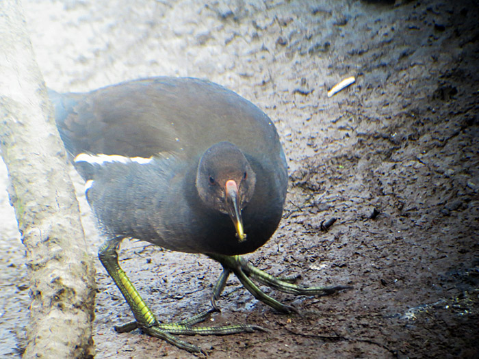 teichhuhn_echinger_2014-03-04_0383