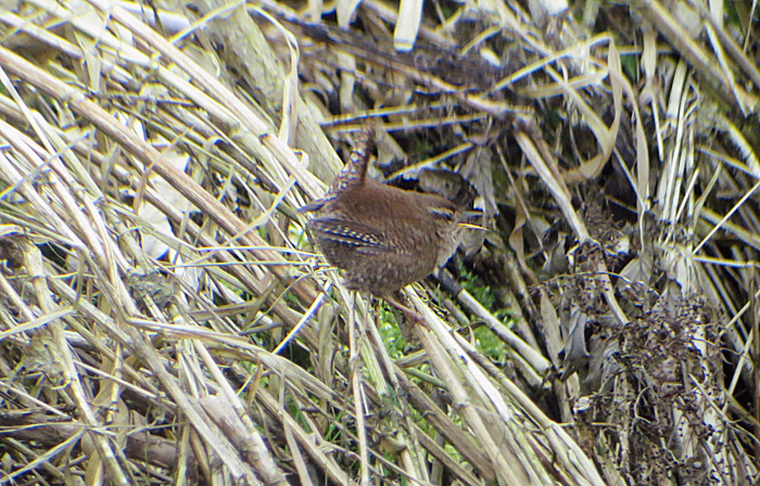zaunkoenig2_echinger_2014-03-04_0459