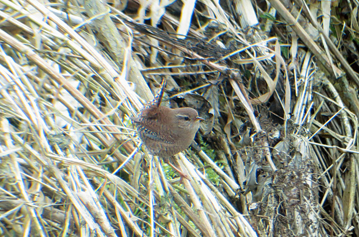 zaunkoenig_echinger_2014-03-04_0433