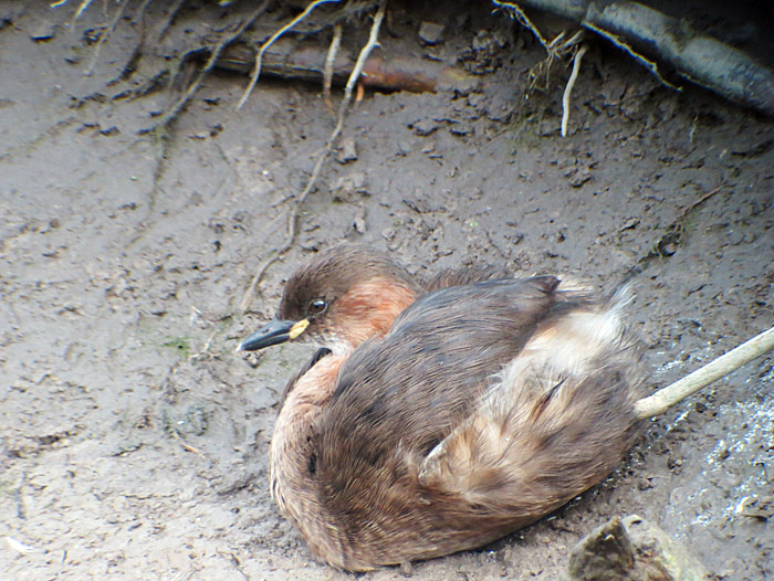 zwergtaucher_echinger_2014-03-04_0340