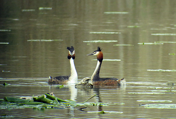 balzende_haubentaucher_2014-05-04_5484