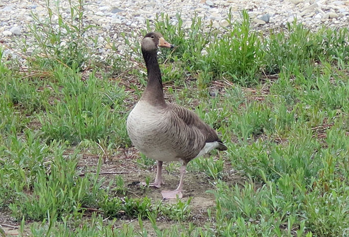 kanada-graugans_hybrid_ammersee_2014-05-04_5339