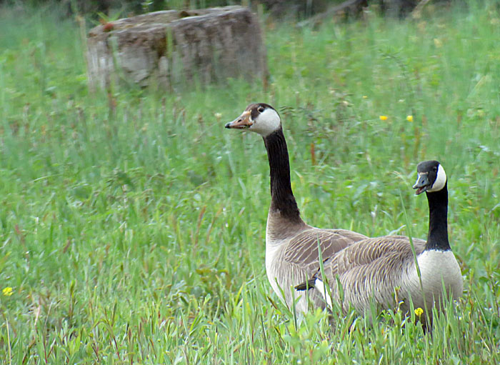 kanadagans_u_hybrid_ammersee_2014-05-04_5295