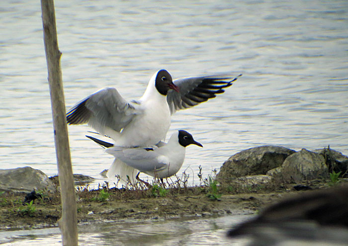 lachmoewen_kopula_ammersee_2014-05-04_5387