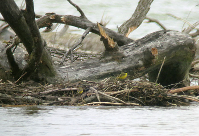 schafstelze_unbestimmt_ammermuendung_2014-05-04_5491