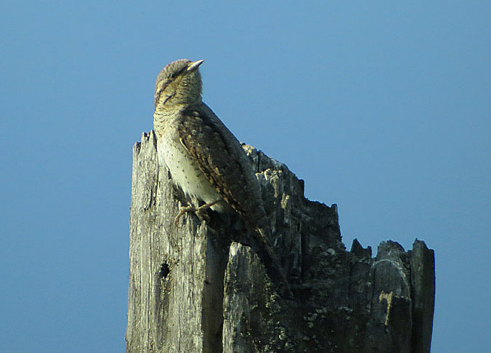 wendehals1_isarmuendung_2014-05-01_4909