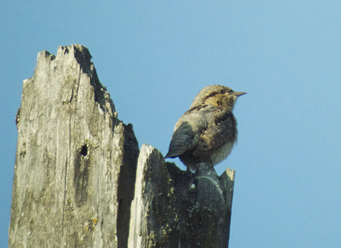 wendehals3_isarmuendung_2014-05-01_5060