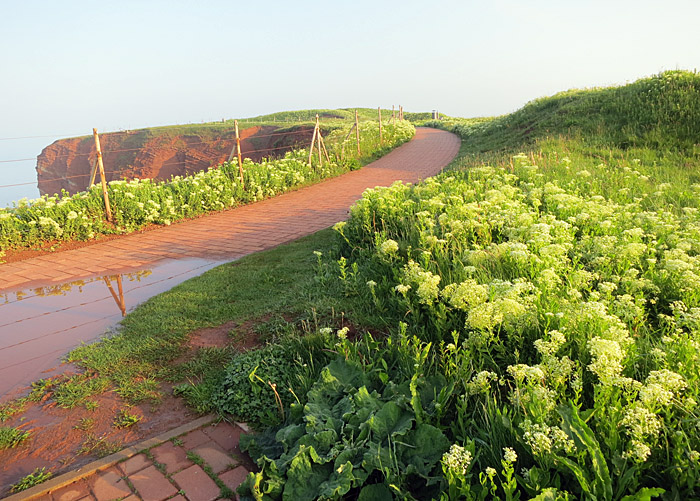 01_klippenkohl_helgoland_2014-05-25_7203
