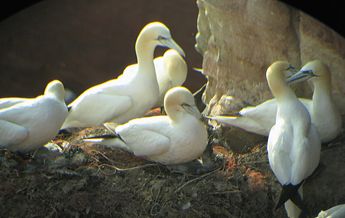 Helgoland - Tag 1: Basstölpel und Dreizehenmöwe - Birding ...