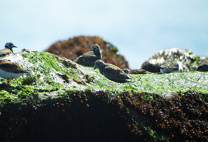 05_steinwaelzer_duene_2014-05-25_8106