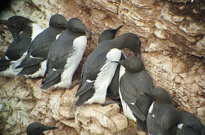 06_trottellummen_helgoland_2104-05-25_7457