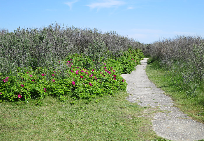 07_heckenrose_duene_2014-05-25_8227