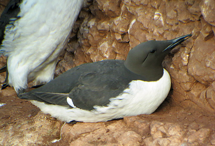 07_trottellumme_helgoland_2014-05-25_7479