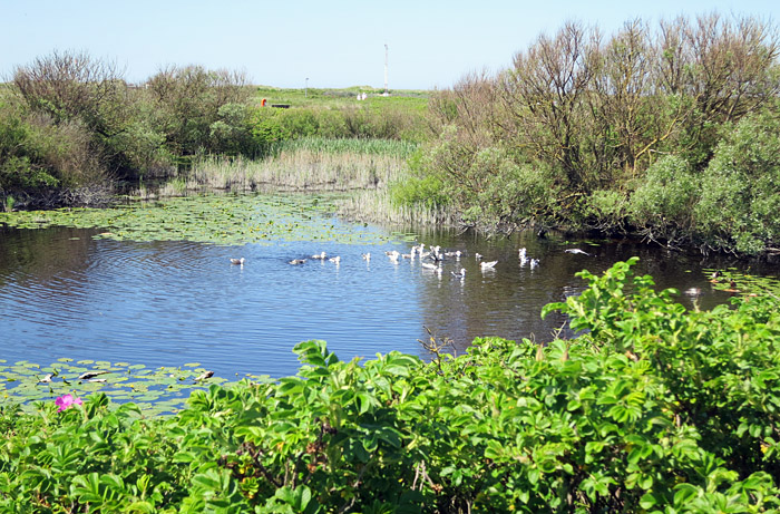 08_golfteich_duene_2014-05-25_8221
