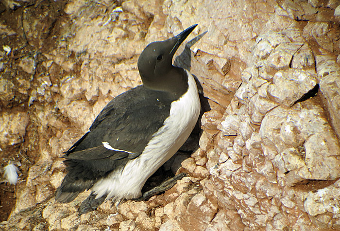 08_trottellumme_helgoland_2014-05-25_7531