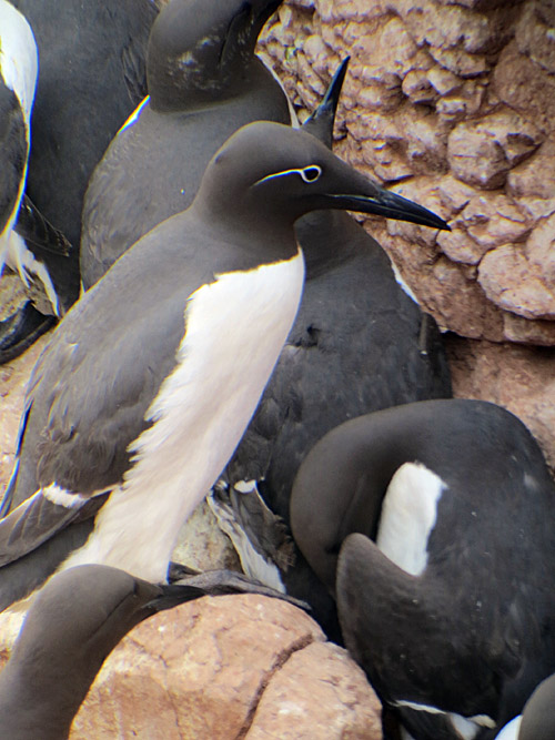 08b_ringellume_helgoland_2014-05-26_8890