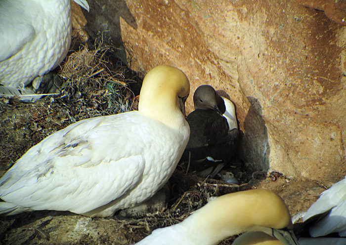 09_trottellumme_basstoelpel_helgoland_2014-05-25_7553