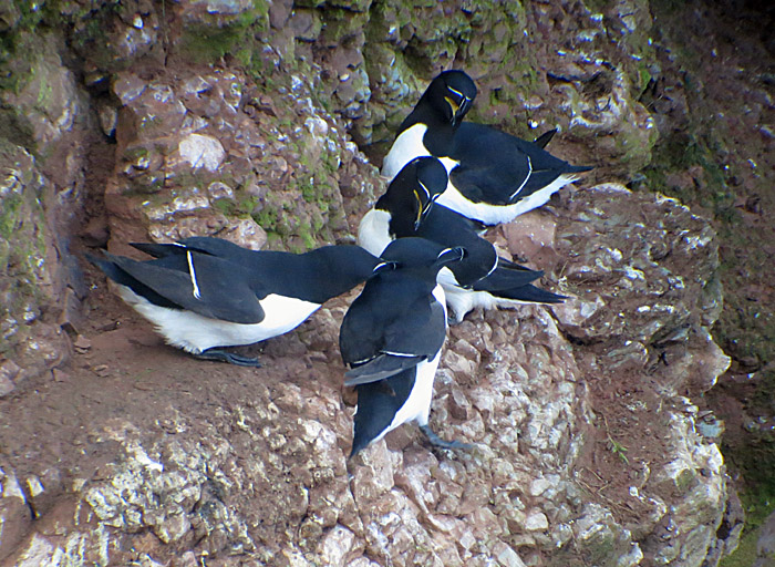 10_tordalk_helgoland_2014-05-25_7395