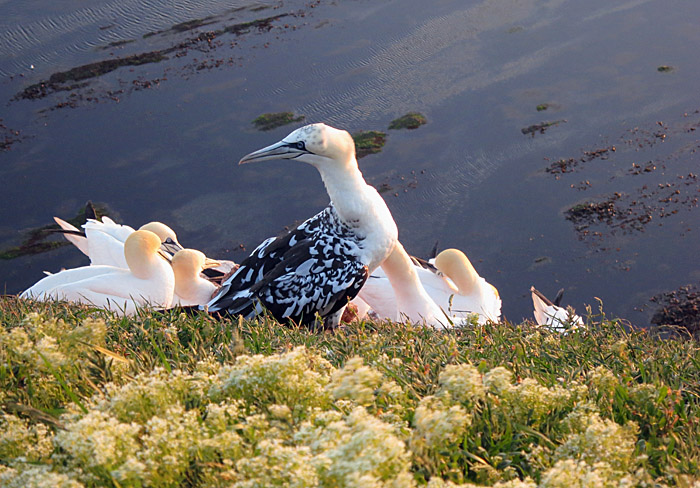 44 Best Photos Haus Silbermöwe Helgoland - Fotograf Ronald Wittek/imageBROKER RF, insgesamt 718 ...