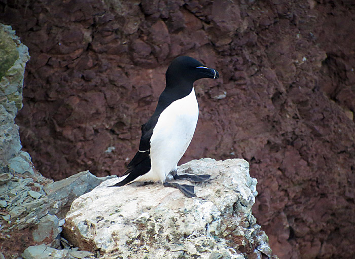 11_tordalk_helgoland_2014-05-25_7418