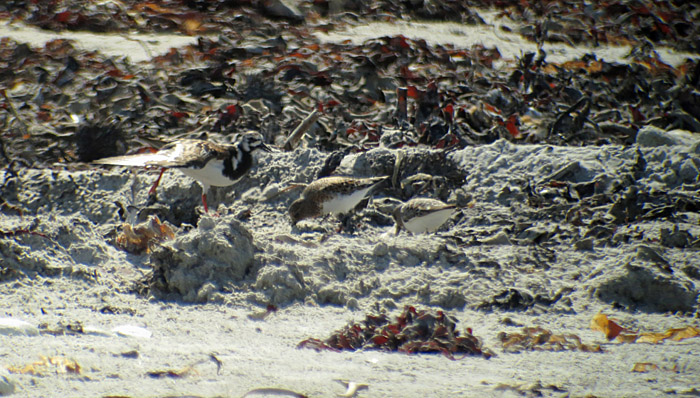 12_steinwaelzer_sanderling_duene_2014-05-25_8345