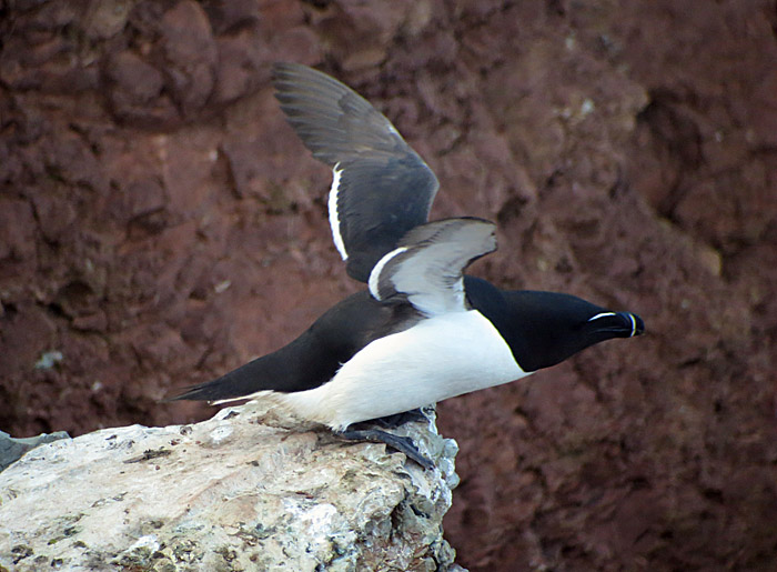 12_tordalk_helgoland_2014-05-25_7424