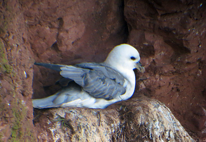 13_eissturmvogel_helgoland_2014-05-25_7355