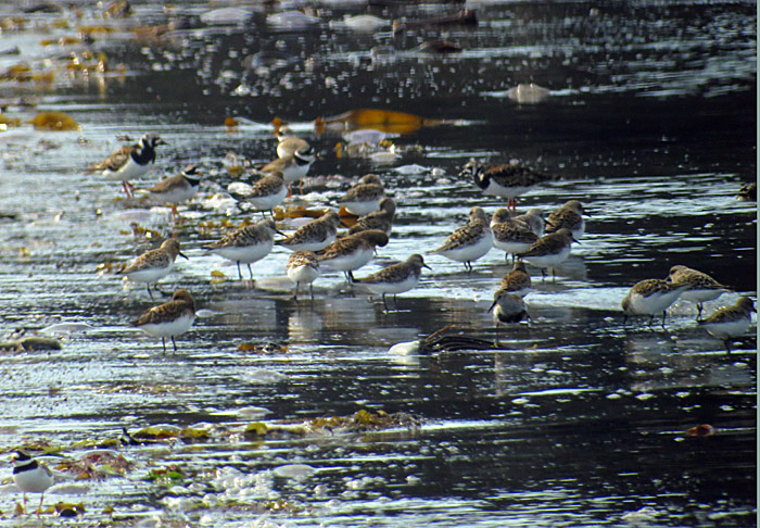 13_steinwaelzer_sanderling_alpenstrandlaeufer_duene_2014-05-25_8474