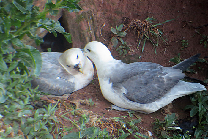 14_eissturmvogel_oberland_2014-05-25_7329