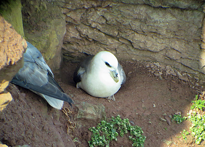 15_eissturmvogel_helgoland_2014-05-25_7878