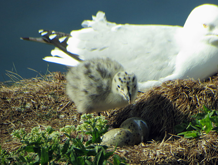 02_silbermoewe_pullus_helgoland_2014-05-31_1117