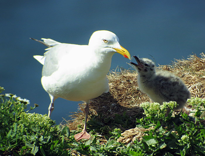 03_silbermowe_pullus_helgoland_2014-05-31_1141