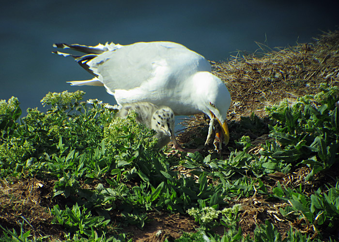 04_silbermoewe_futteruebergabe_2014-05-31_1152