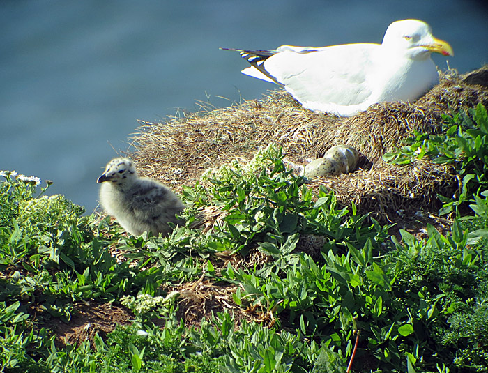 05_silbermoewe_pullus_helgoland_2014-05-31_1161