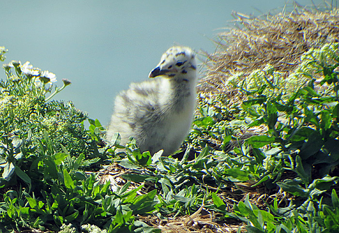 06_silbermoewe_pullus_helgoland_2014-05-31_1377